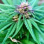 Profile photo of buds-obyrne