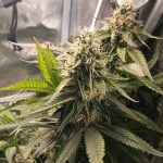 Profile photo of SkdMrkKid