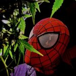 Profile photo of SPIDER-REEFER