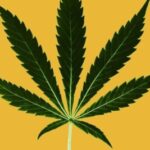 Profile photo of Heartwell-Green