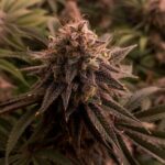 Profile photo of potzilla