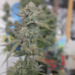 Profile photo of bugzbuddy