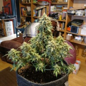 Profile photo of kpot