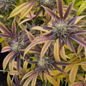 Profile photo of Grow-Callao-660