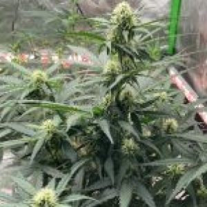 Profile photo of rustybudz