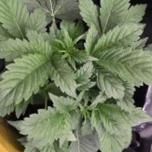 Profile photo of wayco420