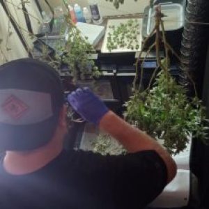 Profile photo of Hashsquatch