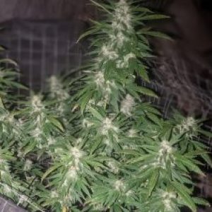 Profile photo of growforlife