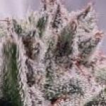 Profile photo of jererin