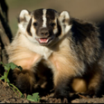 Profile photo of hannodanno