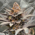 Profile photo of Mountainbuds