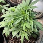 Profile photo of Cmftrblynmb