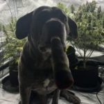 Profile photo of 420sav