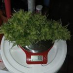 Profile photo of the-stoned-angler